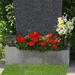 Sommerbepflanzung: Jardiniere Pelargonien