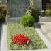 Euonymus bei einem Grab mit Einfassung